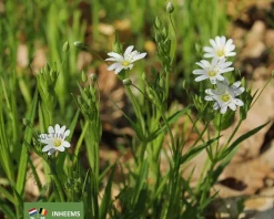 Cerastium arvense