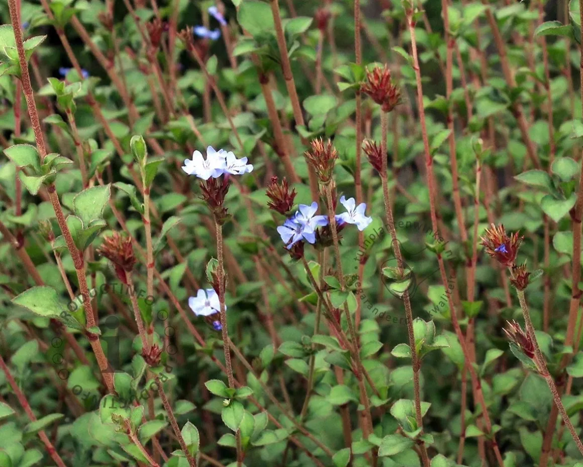 Ceratostigma griffithii