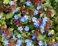 Ceratostigma plumbaginoides