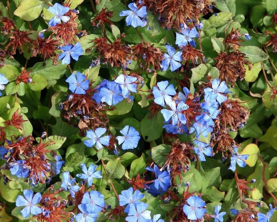 Ceratostigma plumbaginoides