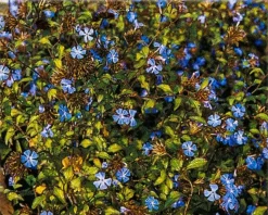 Ceratostigma willmottianum