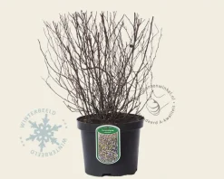 Ceratostigma willmottianum