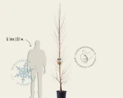Cercidiphyllum japonicum - beveerd