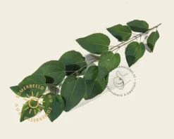 Cercidiphyllum japonicum - beveerd