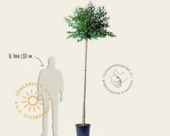 Cercidiphyllum japonicum 'Glowball' - 200 cm stam