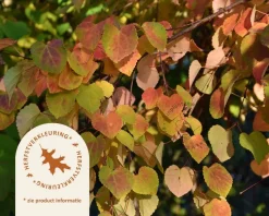Cercidiphyllum japonicum - hoogstam