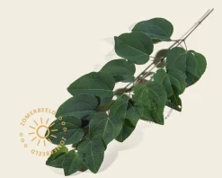 Cercidiphyllum japonicum - XL+