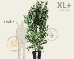 Cercidiphyllum japonicum - XL+