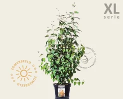 Cercidiphyllum japonicum - XL
