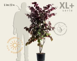 Cercis canadensis 'Forest Pansy' - XL+