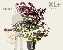 Cercis canadensis 'Forest Pansy' - XL+