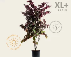 Cercis canadensis 'Forest Pansy' - XL+