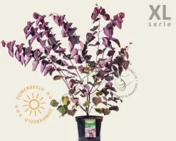 Cercis canadensis 'Forest Pansy' - XL