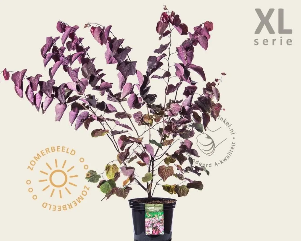 Cercis canadensis 'Forest Pansy' - XL