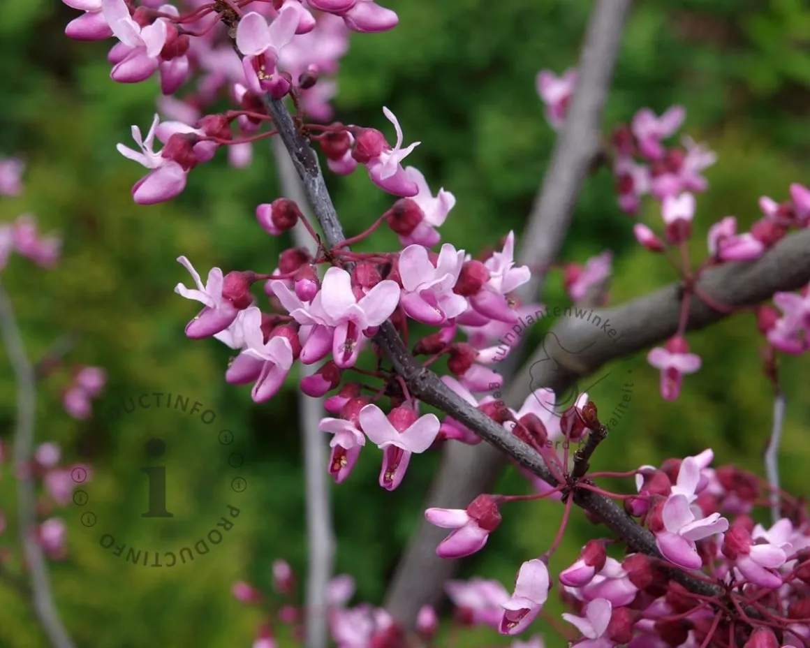 Cercis canadensis 'Forest Pansy' - XL