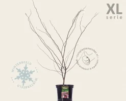 Cercis canadensis 'Forest Pansy' - XL