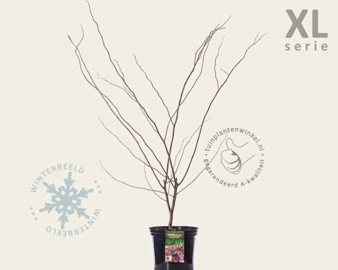 Cercis canadensis 'Forest Pansy' - XL