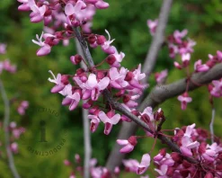 Cercis canadensis 'Forest Pansy'