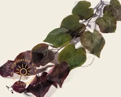 Cercis canadensis 'Forest Pansy'
