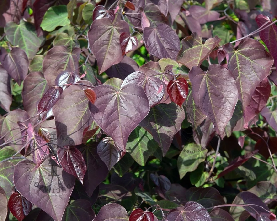 Cercis canadensis 'Forest Pansy' - beveerd