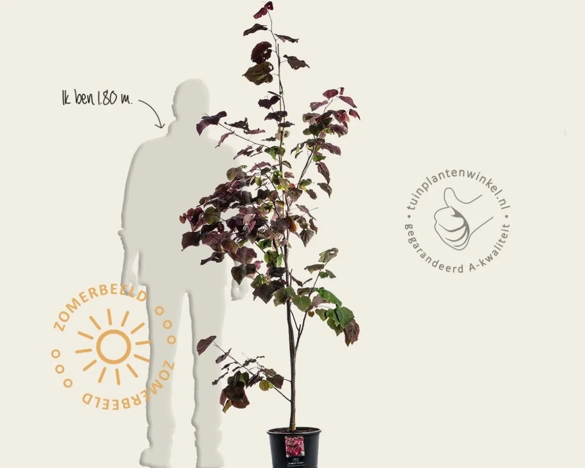 Cercis canadensis 'Forest Pansy' - beveerd