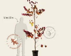Cercis canadensis 'Forest Pansy' - beveerd