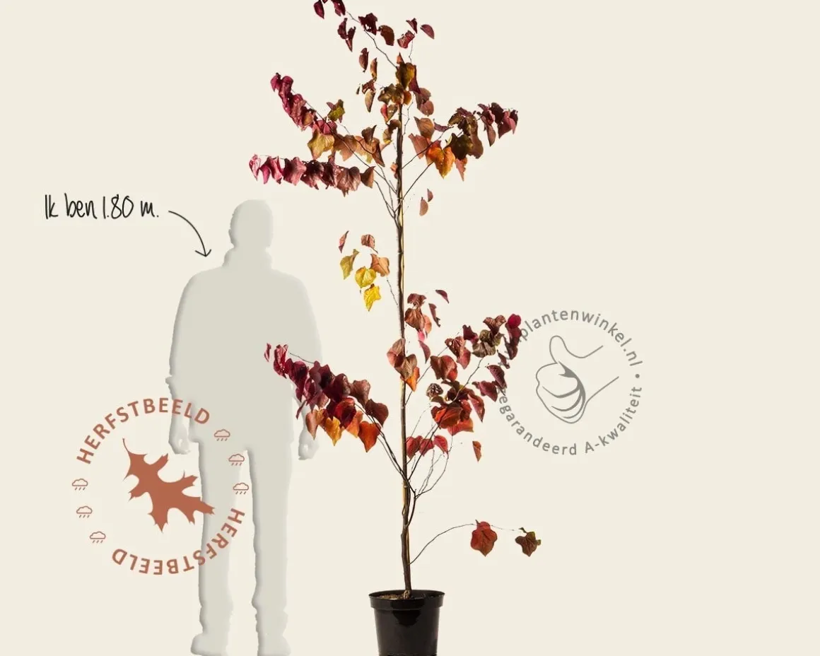 Cercis canadensis 'Forest Pansy' - beveerd