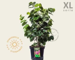 Cercis chinensis 'Avondale' - XL