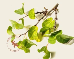 Cercis siliquastrum - hoogstam