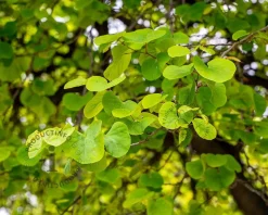 Cercis siliquastrum - hoogstam