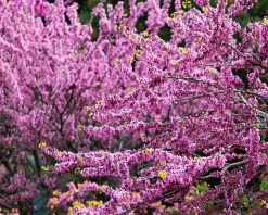 Cercis siliquastrum - hoogstam