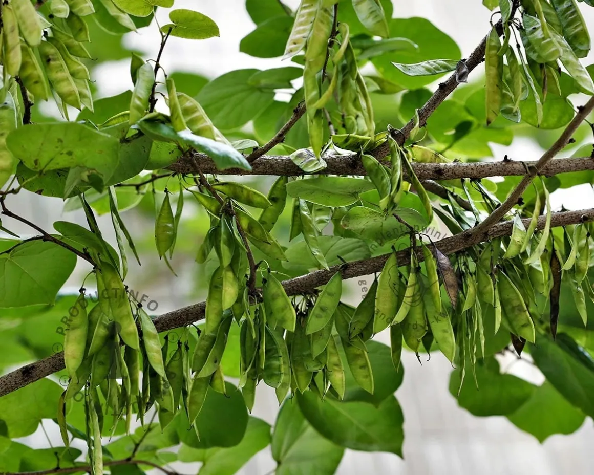 Cercis siliquastrum - hoogstam
