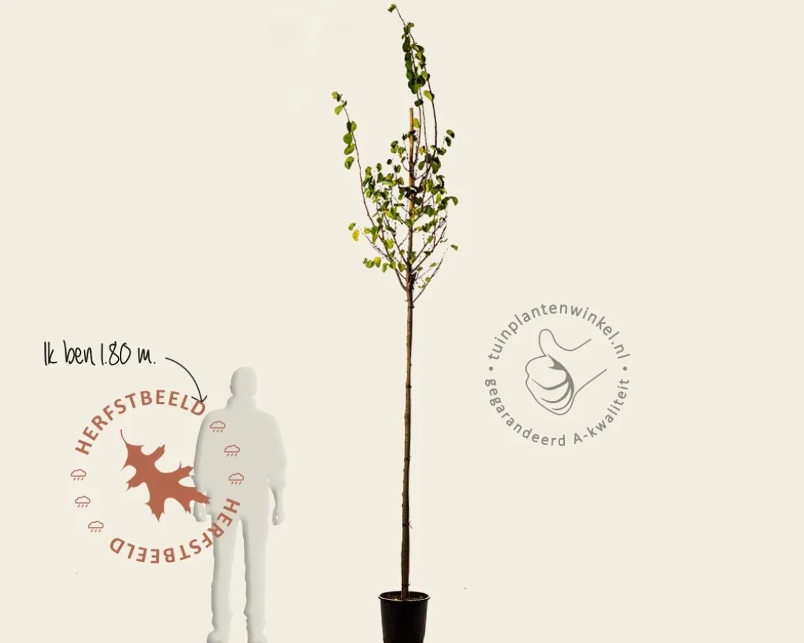 Cercis siliquastrum - hoogstam