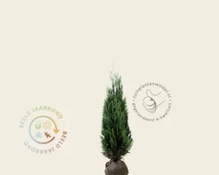 Chamaecyparis lawsoniana 'Columnaris' - kluit