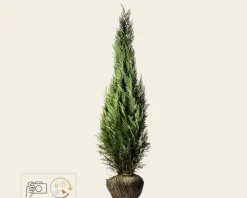 Chamaecyparis lawsoniana 'Columnaris' - kluit