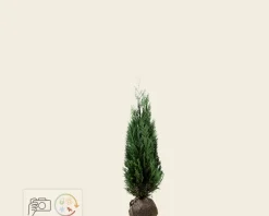 Chamaecyparis lawsoniana 'Columnaris' - kluit