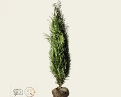Chamaecyparis lawsoniana 'Columnaris' - kluit
