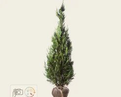 Chamaecyparis lawsoniana 'Columnaris' - kluit