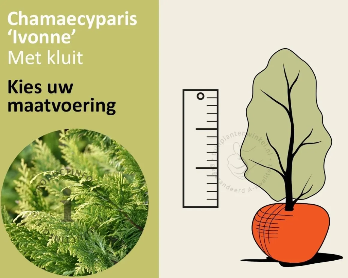 Chamaecyparis lawsoniana 'Ivonne' - kluit