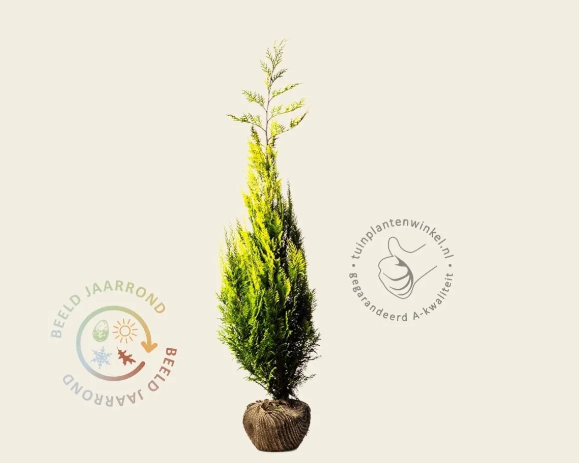 Chamaecyparis lawsoniana 'Ivonne' - kluit