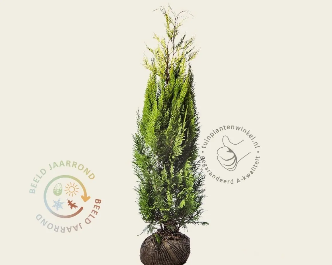 Chamaecyparis lawsoniana 'Ivonne' - kluit