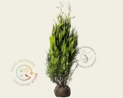 Chamaecyparis lawsoniana 'Ivonne' - kluit