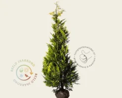 Chamaecyparis lawsoniana 'Ivonne' - kluit