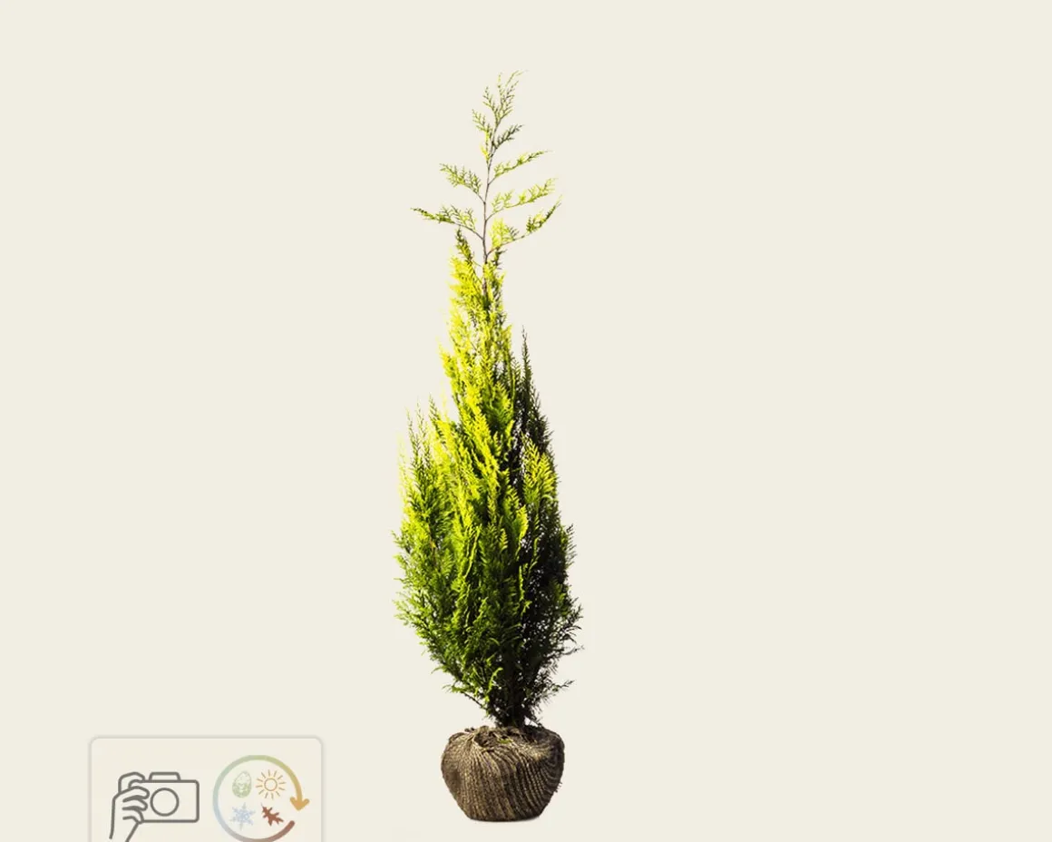 Chamaecyparis lawsoniana 'Ivonne' - kluit