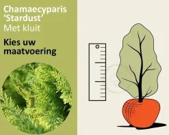 Chamaecyparis lawsoniana 'Stardust' - kluit