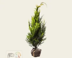 Chamaecyparis lawsoniana 'Stardust' - kluit