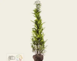 Chamaecyparis lawsoniana 'Stardust' - kluit