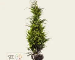 Chamaecyparis lawsoniana 'Stardust' - kluit