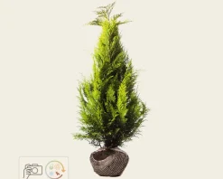 Chamaecyparis lawsoniana 'Stardust' - kluit