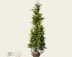 Chamaecyparis lawsoniana 'Stardust' - kluit